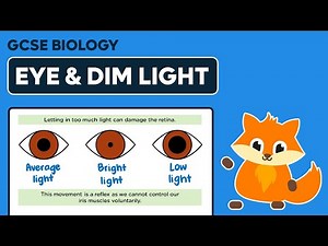 Eye Function: Adaptation to Dim Light - GCSE Biology