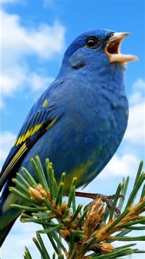 canary sky blue #birds #canary #birdsounds #kenari