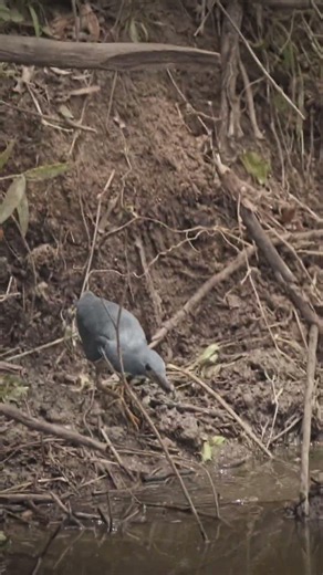 The Elusive Dwarf Bittern 🐦
