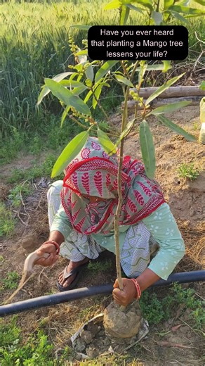 Old Sayings vs Modern Thinking 🤔🌿 #homegrown #organic #organicfarming #gharkikheti #fruitsfarming