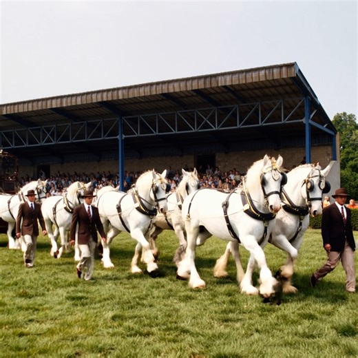 An incredible display of power and elegance! These magnificent white horses stole the show today — a true celebration of tradition, teamwork, and heritage. 🐎✨ #HorseShow #Heritage #TeamworkInMotion | Stable Express