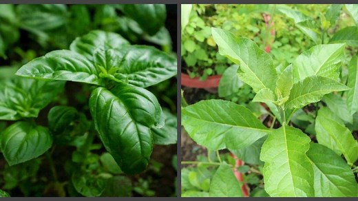15 benefits of bitter leaf and scent leaf: are they natural remedies?