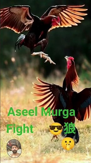fighting aseel murga🐓 💪 #fighting #fighter #roostar #shortvideo