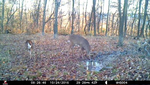Check out these deer water basics that should be a part of every whitetail waterhole strategy... | Whitetail Habitat Solutions, LLC