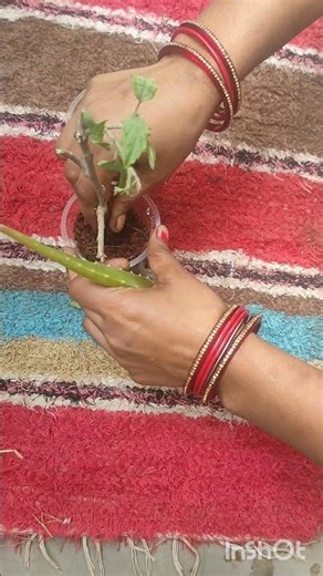 🌺 plant from cutting||प्लास्टिक के गिलास में गुड़हल का पौधा कटिंग से उगाए!#gardening #trending