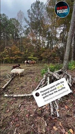 Man vs Goat! who will win? #shorts #viral #funny