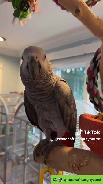Celebrating 50K Subscribers on YouTube with Symon the Parrot