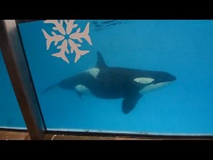 Baby Shamu | SeaWorld San Antonio