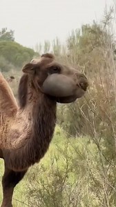 200K views · 8.4K reactions | Glory be to Allah, the Great and Praise be to Him. | Beautiful Lland of Allah | Facebook