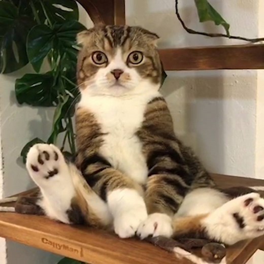 Y U SITTIN LIKE THAT 😂 | Try Not to Laugh