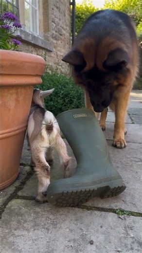 Tiny Goat vs. Big Dog 😂🐐🐕 | The Funniest Standoff! #shorts
