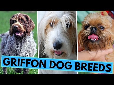 All Griffon Dog Breeds - Wiry Coated Hunters and Companions
