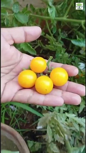 Yellow pear shaped Cherry Tomato harvest | Easy to grow cherry tomatoes at home