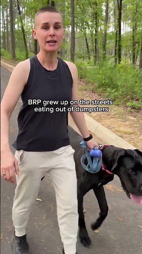 Great Dane vs Aggressive Dog