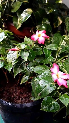 Easy Bougainvillea Propagation: Grow Lush Blooms from Roots!