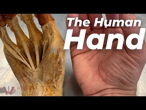 The INSANE Complexity of the Human Hand