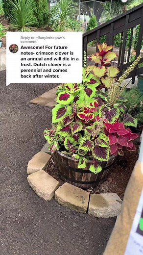 White Dutch Clover - Get Rid of Clover Easily