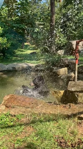 162 reactions · 14 shares | The beary best pool party is a bear pool party! Celebrate #NationalBlackBearDay by booking a Behind the Scenes Encounter with Bety and Sassy! You’ll get to join our animal care team for a private training session, a special look inside the bear den, and more! Head to our website to secure your experience today. | The Birmingham Zoo | Facebook
