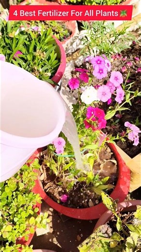 4 BEST Fertilizer For Plants 🪴#gardening #ytshorts #plants #shorts #garden #viral #reels