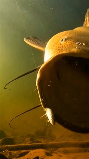 Massive Fish Explodes on the Bait – Wild Fishing Strike Caught on Camera! 🎣🐟