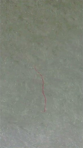 This fluffy structure hides a secret under the microscope 👀