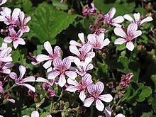 Pelargonium sp. Striatellum - Alchetron, the free social encyclopedia