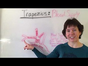 Trapezius Muscle Anatomy