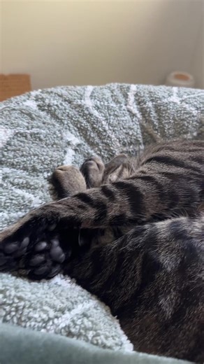 Bella the Biscuit Baker on TikTok