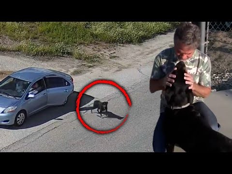 Dogs Adopted After Being Abandoned on the Side of Road