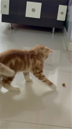 PLAY MODE ON , CUTENESS OVERLOAD 😍