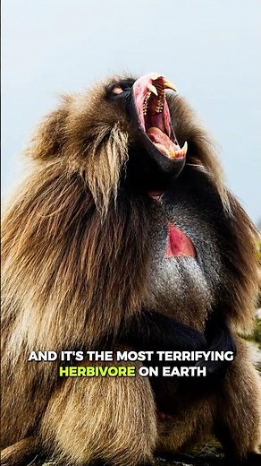 Meet the Most Dangerous Herbivore Ever!