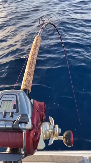 1K views · 41 reactions | A biggo Warsaw grouper!!! #fishing #electricreel #daiwaMJ1200 #ca #grouper #fish #notfishing  | JimmyPhan | Facebook