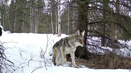 WATCH: Wolves, moose and bears captured on trail cameras in Alaska