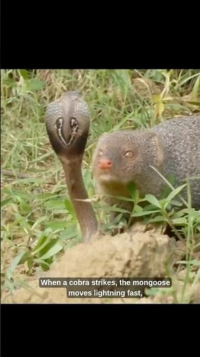 Why Snake Can’t Kill a Mongoose 🐍