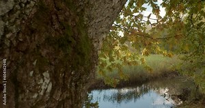 Big old oak tree by the river on sunny day in wild nature