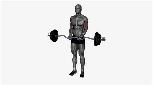 Ez Bar Biceps Curl Close Grip