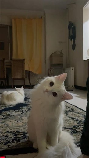 Ēostre Wondering Why You’re Doom Scrolling