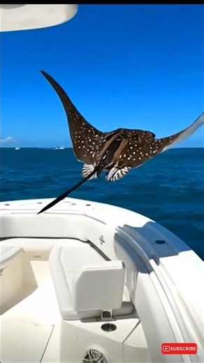 The Ocean’s Most Shocking Encounter: Shark vs Stingray! #stingray #sharkattack