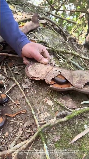 Smash Shell And Take Out Beans Inside