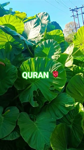 Quran recitation video #translation #islamic #bayan