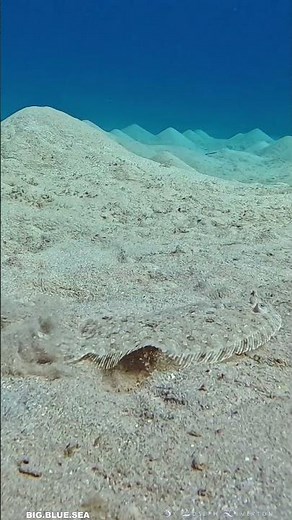 The Leopard Flounder!!!