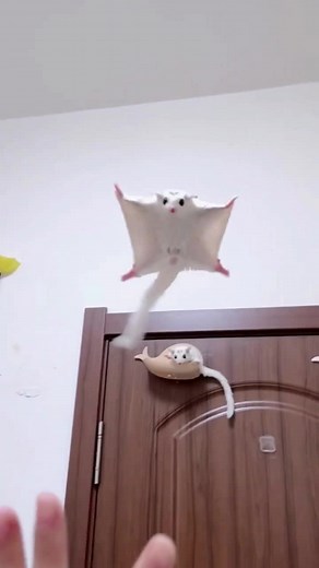 Flying squirrel #pets #pet #tiktok #fyp #animals #cute #flyingsquirrel