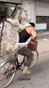 6.5M views · 112K reactions | Funny Daily life #AI #life #viralvideoシ | OGA Landlord | Facebook