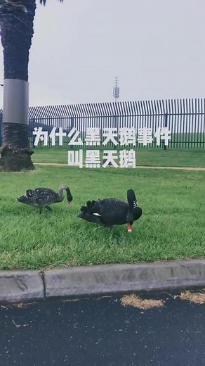 为什么黑天鹅事件，叫黑天鹅，灰犀牛事件叫灰犀牛？