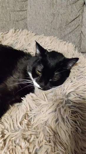 A message from our old grumpy cat #cat #catvideos #cats