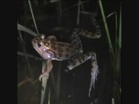 Northern leopard frogs calling 2