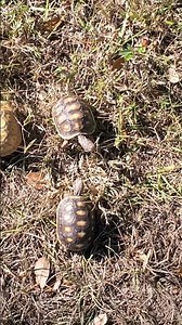 Redfoot Venezuelan Tortoise view from up above! #tortoise #reptiles #turtle #animals #pets #pet