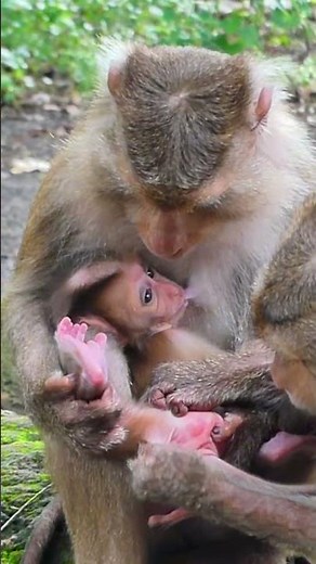 Mama Lora grooming Baby Laurel