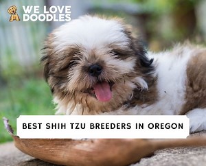 8 Best Shih Tzu Breeders in Oregon! - We Love Doodles