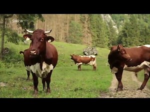 Christina s Alm Traum - Eine Eifelbäuerin am Königssee (DOKU 2016 HD)